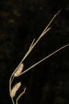 Blister sedge